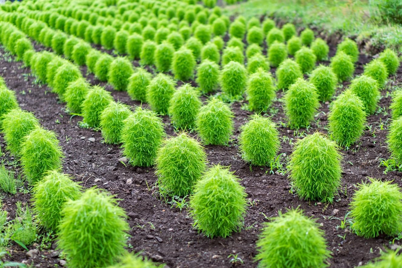 Kochia Grass Seeds for Planting (100 Seeds) - Exotic Bunching Kochia Grass