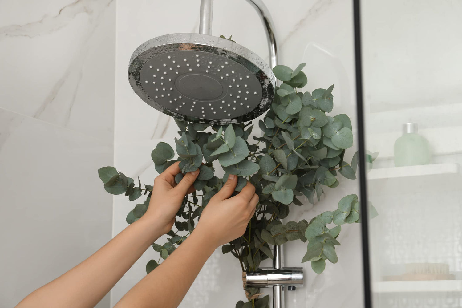 Fresh Eucalyptus Branches for Shower or Decoration - Fresh Cut Branches of Eucalyptus