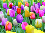 10 Mixed Pastel Tulip Bulbs,Perennial …