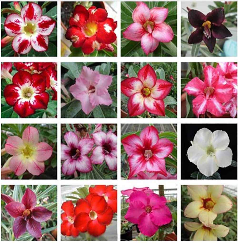 Mixed Color Single-Layered Flower Adenium Obesum Seeds Desert Rose Seeds 10 Seeds