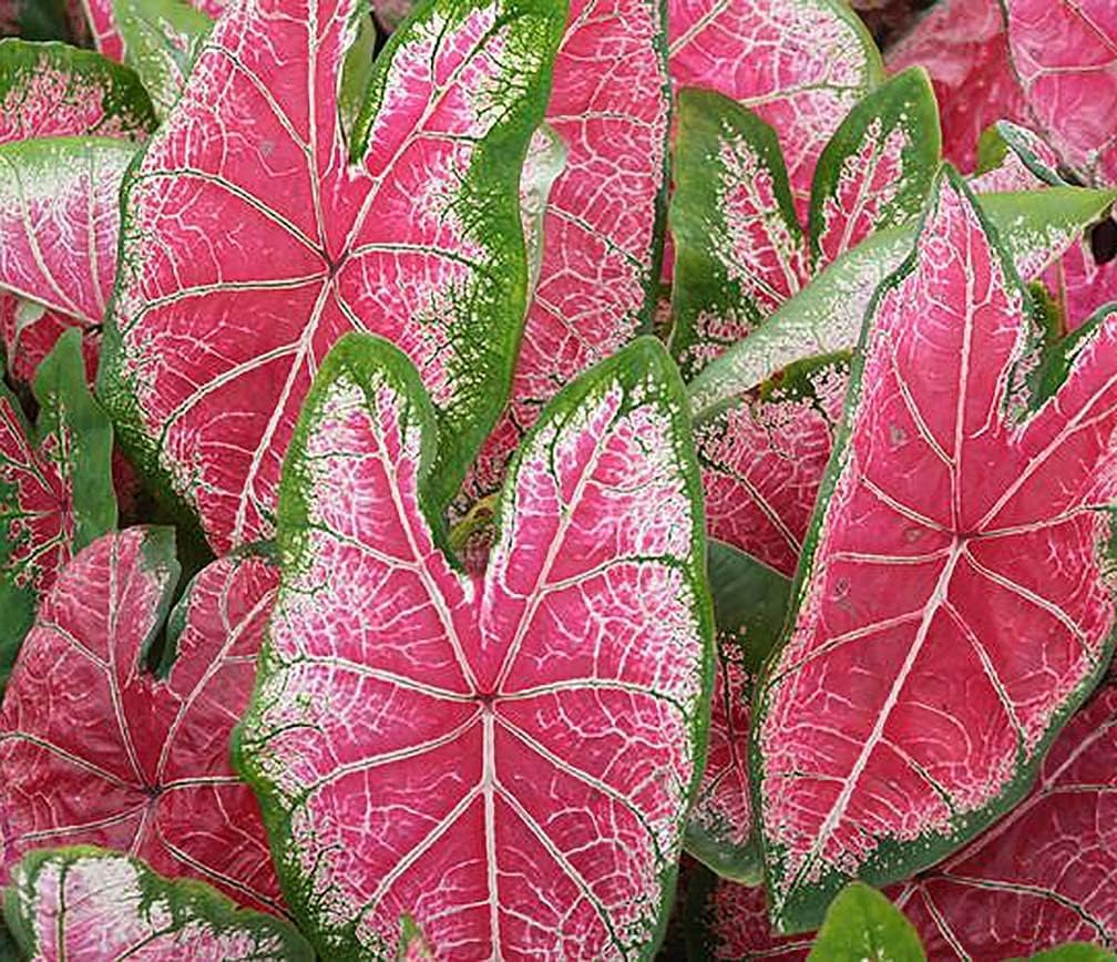 Mrs. WB Haldeman Caladium Bulbs for Planting -Multi Color Leaf - Perennial Hosta, Elephant Ears, Fancy (6 Bulbs)