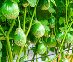 30 Thai Eggplant Seeds for Planting - Round Eggplant is Ornamental and Tasty