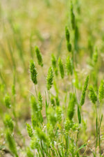 Timothy Grass Seed Climax 1 Pound OrOlam