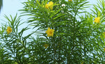 Lucky Nut Bush Seeds for Planting - 5 Seeds - Thevetia peruviana