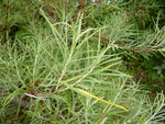 Rosemary Willow Tree Cuttings to Grow - Attractive Landscape of Privacy Bush - Esay to Grow