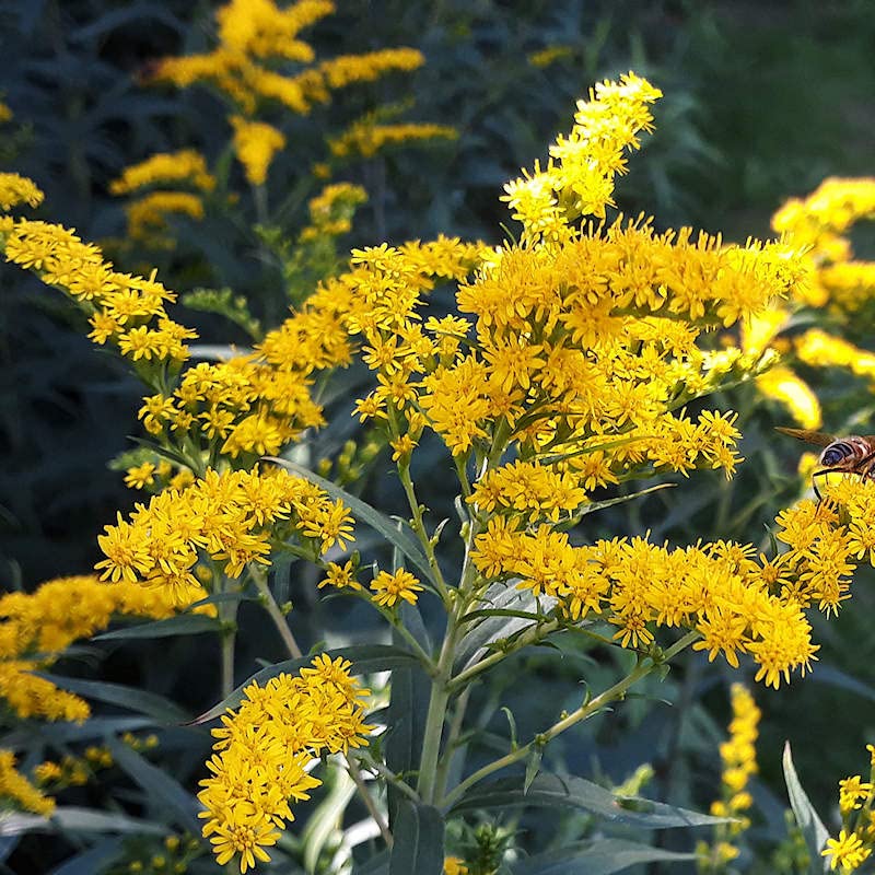 Old Field Goldenrod Seeds for Planting (50 Seeds) - Solidago nemoralis