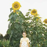 Sunflower Flowers (Skyscraper) Seeds (20+ Seeds) | Non GMO | Vegetable Fruit Herb Flower Seeds for Planting | Home Garden Greenhouse Pack