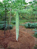10 Snake gourd Seeds- Buag Ngu, Naga Green&white striped fruit,Grows 12" long
