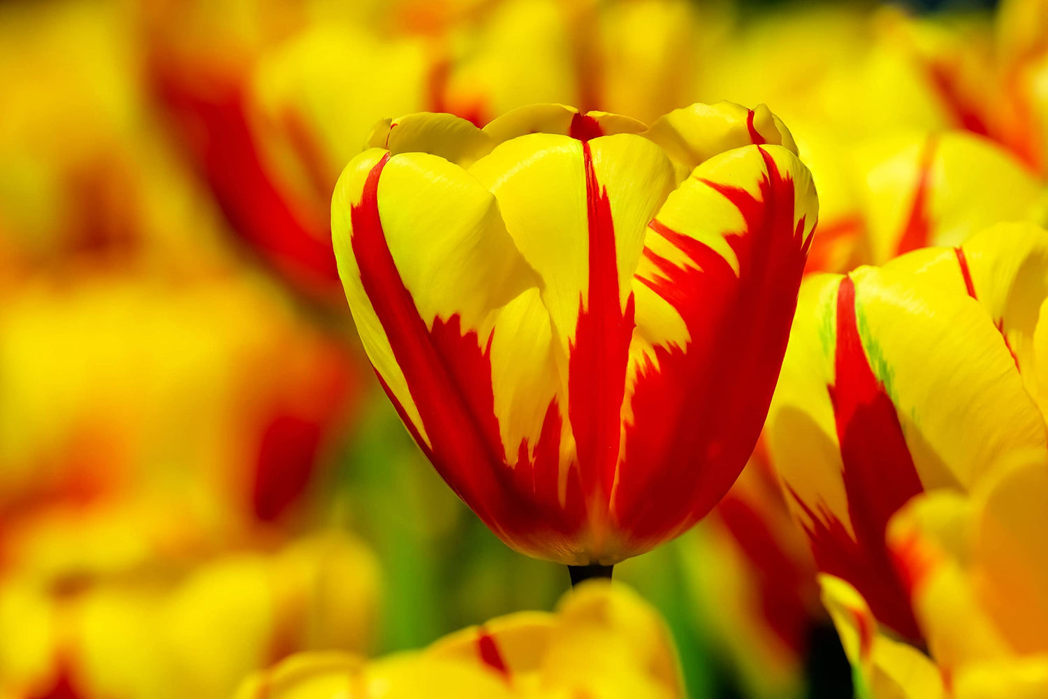 10 Red & Yellow Rembrandt Tulip Bulbs for Planting - Easy to Grow -