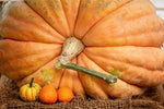 30 Atlantic Giant Pumpkin Seeds - Grow The Biggest Pumpkins on The Planet