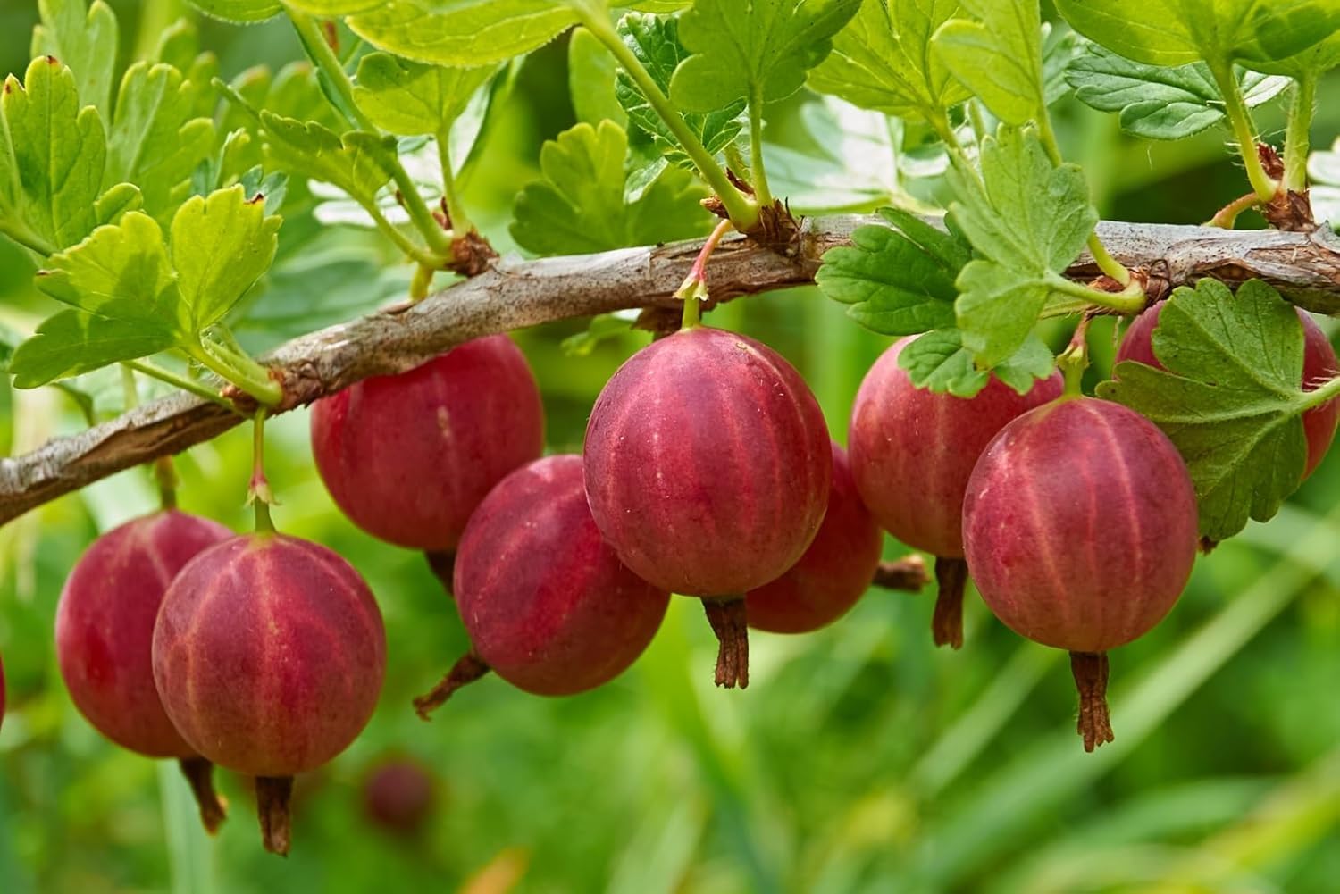 Red Gosseberry Bush Seedling for Growing - 1 Year Well Rooted Plants - Ready to Plant - Hinnomaki Gooseberry
