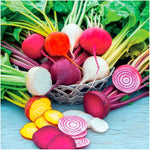 500+ Rainbow Beet Seed Mixture - 8 Variety Heirloom Mix (Beta vulgaris) Bulk Non-GMO