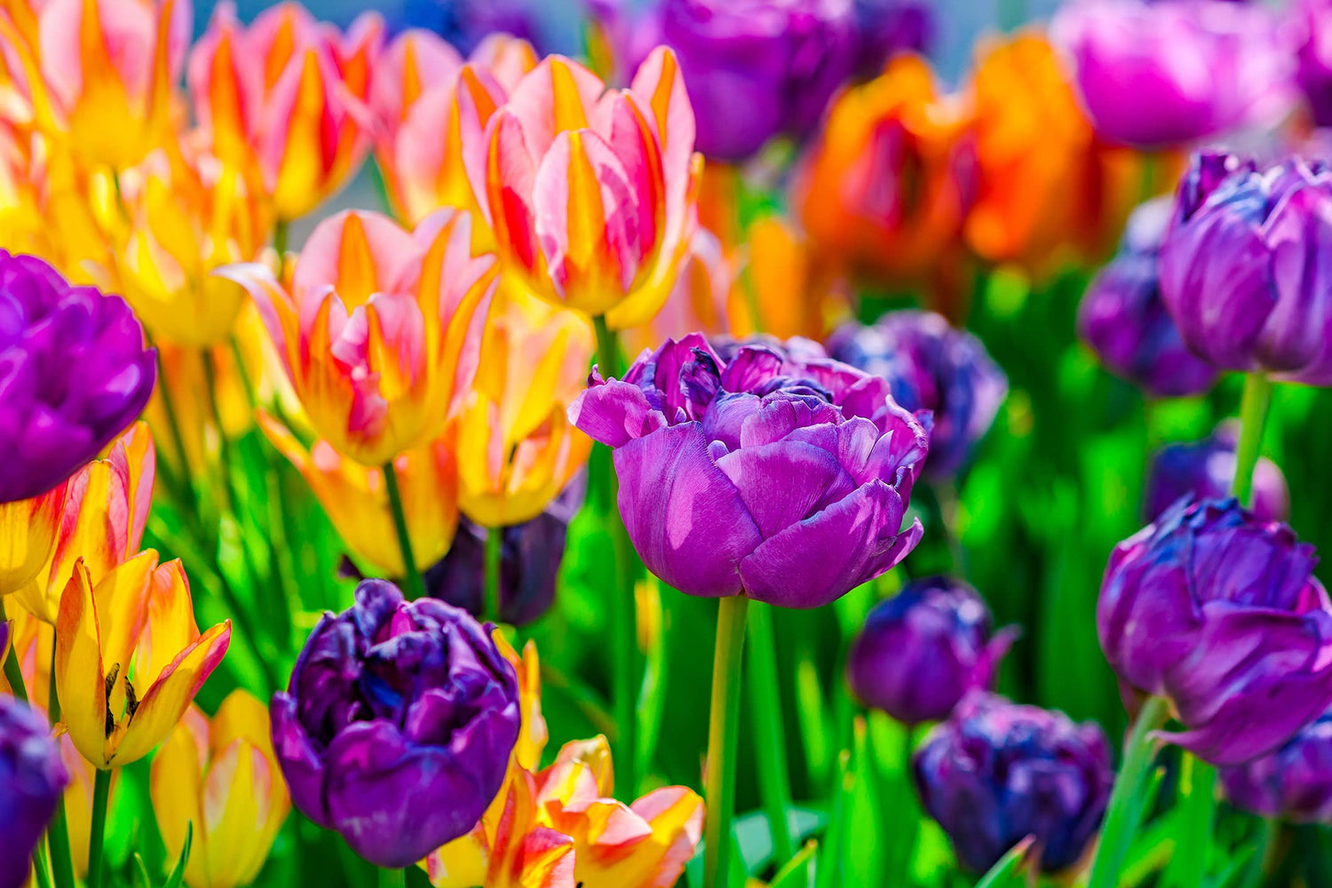 Tulip Bulbs 10 Pack - Purples, Pinks, Yellows Blend - Ships from Iowa - Beautiful Perennial Tulip Flower Bulbs for Planting