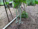 Long Snake/Serpent Gourds, Chichinda, Grow 8 to 10 feet Long 10 Seeds