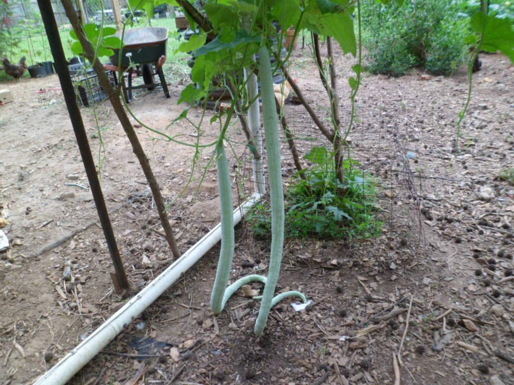 Long Snake/Serpent Gourds, Chichinda, Grow 8 to 10 feet Long 10 Seeds