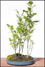 Silver Poplar Bonsai Tree Forest Cuttings to Grow - Easy to Grow Indoor or Outdoor Bonsai Plants - Made in USA