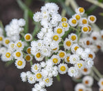40 Pearly Everlasting Wildflower Seeds for Planting - Anaphalis margaritacea