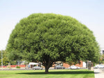 One Globe Willow Tree Cutting - Beautiful Shade and Privacy Tree - Very unifor Canopy Look Like a Globe - Fast Growing