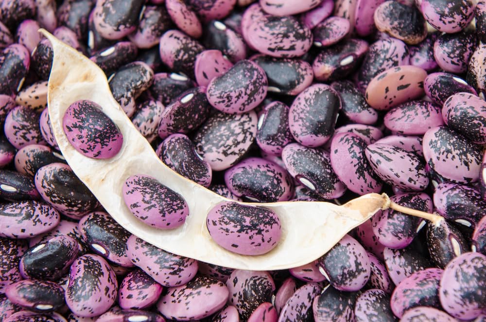 Scarlet Runner Bean Seeds for Planting (20 Seeds) - Delicious and Easy to Grow