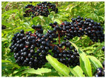 (13) Adams Elderberry Unrooted Cuttings, American Native Black Fruit Bearing Perennial, Fresh Cuttings