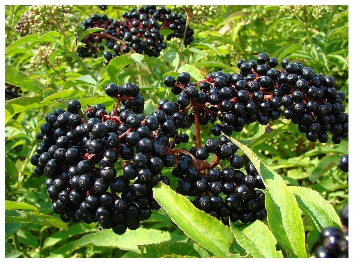 (13) Adams Elderberry Unrooted Cuttings, American Native Black Fruit Bearing Perennial, Fresh Cuttings