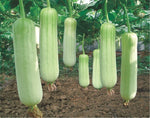Vegetables Seeds Garden Plants Luffa cylindrica Loofah Seeds 20+ Pcs