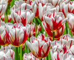 10 Rembrandt Tulip Bulbs for Planting - Easy to Grow - Stunning Red and White Tulips - Made in USA, Ships from Iowa