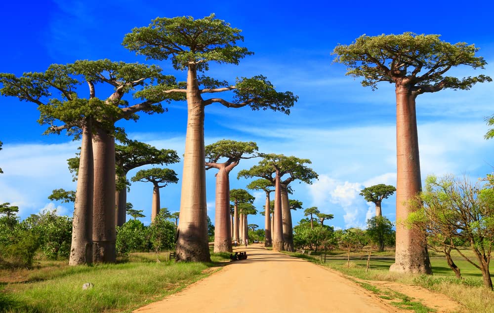 African Baobab Bonsai Tree Seeds - 5 Seeds to Grow - Highly Prized Baobab Tree - Ships from Iowa. Exotic Indoor Bonsai Seeds to Grow