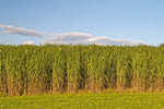 Switchgrass Seeds (2 Pounds) for Planting - Fast Growing Prairie Grass