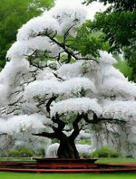 White Flowering Cherry Tree Seeds for Planting - 10 Seeds