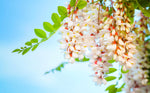 100 Flowering Black Locust Tree Seeds for Planting - Robinia pseudoacacia