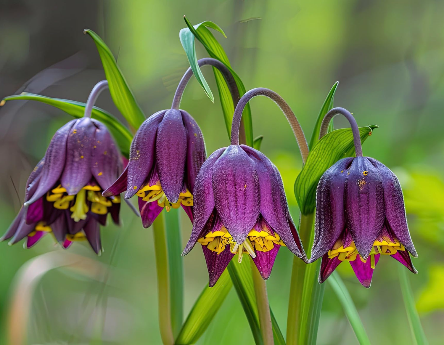 Fritillaria Uva-Vulpis Bulbs for Planting - Colorful Weeping Flowers (10 Bulbs)