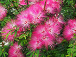 30 New Mimosa Silk Tree Seeds, Albizia julibrissin, Very Showy and Attractive Flowering Tree