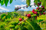 Arabica Coffee Tree Seeds - 5 Seeds to Plant - Great Exotic Indoor Houseplant