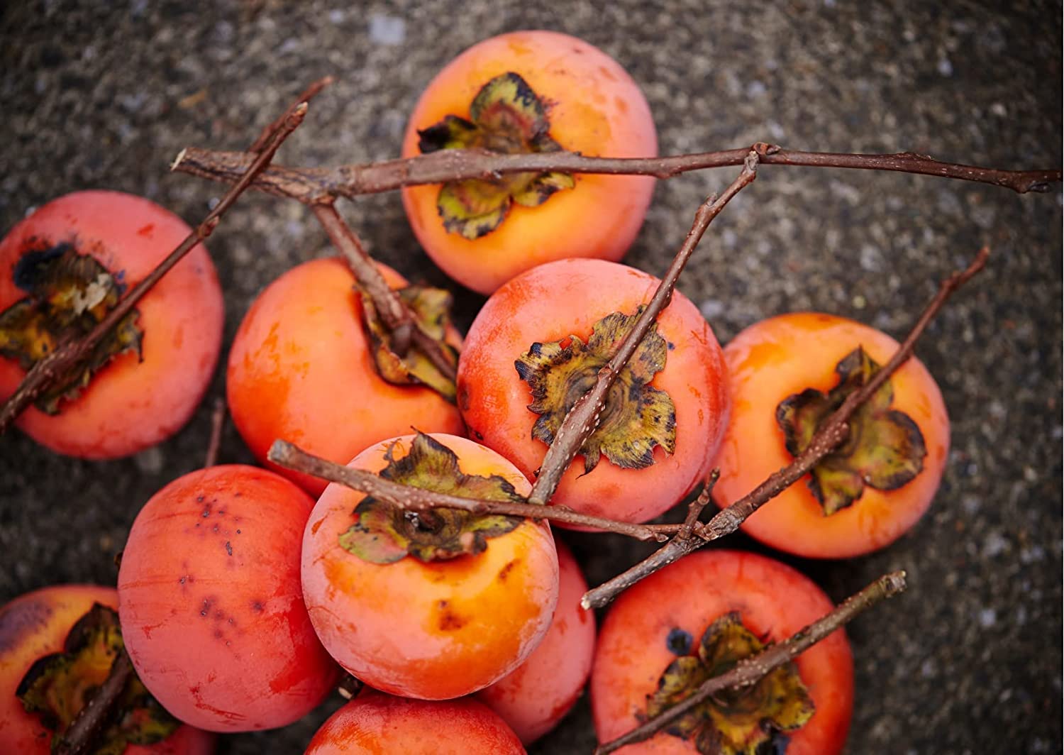 American Persimmon Seeds for Planting Outdoors | Non GMO Heirloom Fruit Seeds