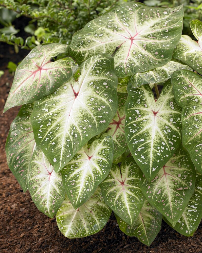 10 Galaxy Caladium Bulbs for Planting - Perennial Hosta, Elephant Ears, Fancy (10 Bulbs)