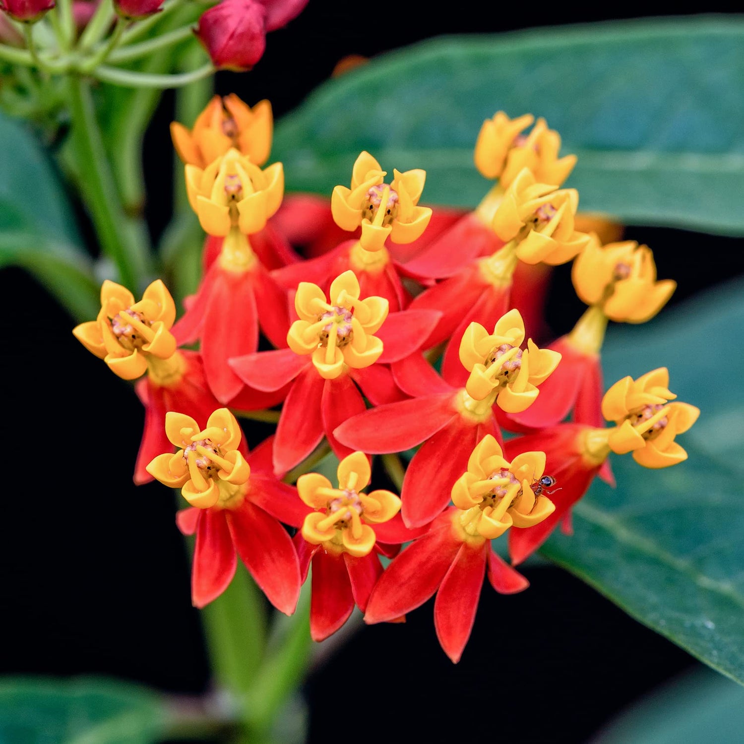 Tropical Milkweed - Asclepias Currassavica Seeds - Food and Host Plant for Monarch Butterflies. Will Grow All Over The USA