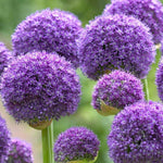 5 Allium Gladiator Bulbs - Ready to Plant - Blooming Onion - Live Indoor/Outdoor Perennial Plant