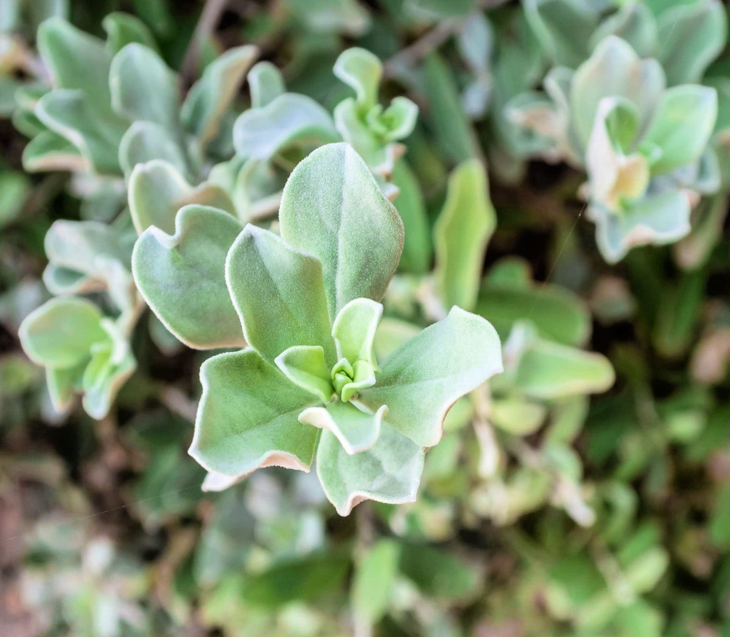Silver Saltbush Seeds for Planting -50 Seeds - Great Lanscape Bush - Made in USA