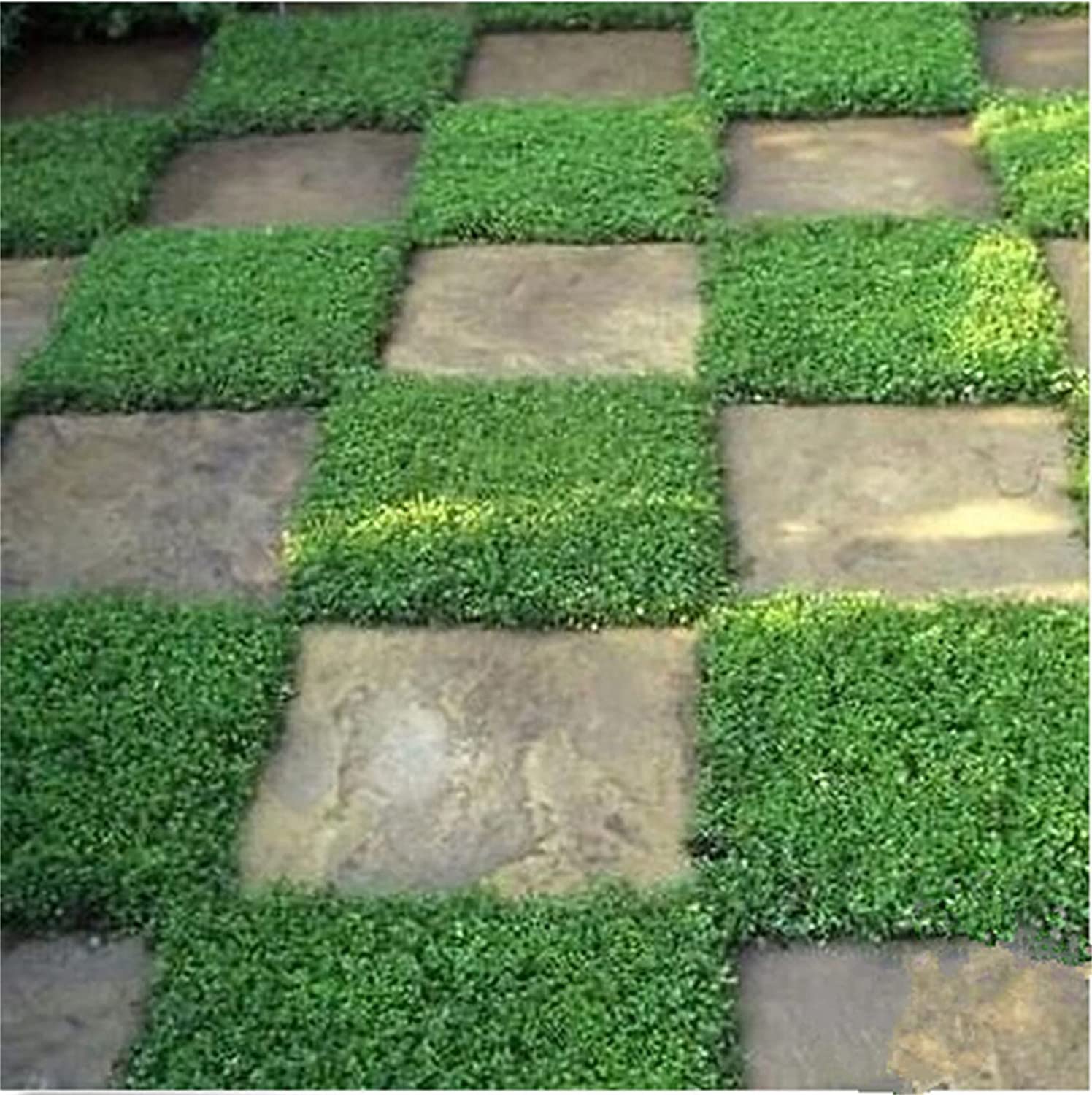 1,000+ Outdoor Green Carpet Seeds for Planting - Rupturewort (Herniaria Glabra)