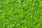 Duckweed Plants (Lemna Minor) - Use in Aquarium, Koi Pond, Aquascape