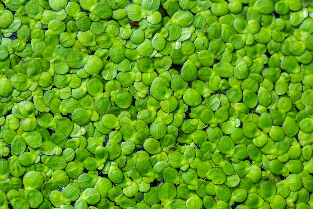 Duckweed Plants (Lemna Minor) - Use in Aquarium, Koi Pond, Aquascape