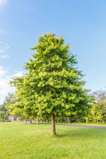 Pin Oak Tree Seeds for Planting | 5 Big Healthy Seeds | Stunning Red Oak Leaves in Fall