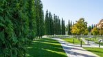 Western Red Cedar Tree Seeds for Planting - Thuja plicata - 50 Seeds