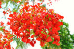 50 Seeds Delonix regia - Royal Poinciana - Flamboyant Flame Tree - Made in USA, Ships from Iowa