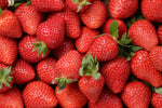 25 Ozark Beauy Strawberry Plants - Iconic Strawberry Variety - Bare Root Plants