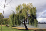 32+ Thin Gold Weeping Willow Tree Cuttings. Pencil Size or Smaller. Salix Babylonica. Grow 32 Golden Weeping Willow Trees