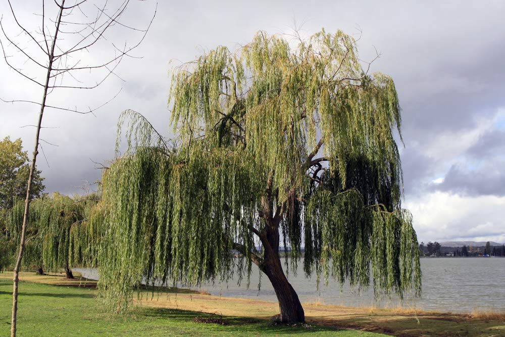 32+ Thin Gold Weeping Willow Tree Cuttings. Pencil Size or Smaller. Salix Babylonica. Grow 32 Golden Weeping Willow Trees