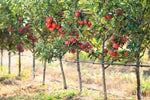 Delicious Apple Tree Seeds for Planting - 30 Seeds - Malus pumila, Common Apple Tree