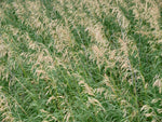 Smooth Brome Grass Seeds for Planting - Easy to Grow Bromegrass
